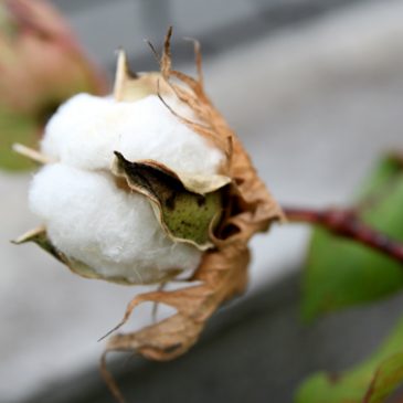 綿花の成長記録　8月～最近（10月前半）